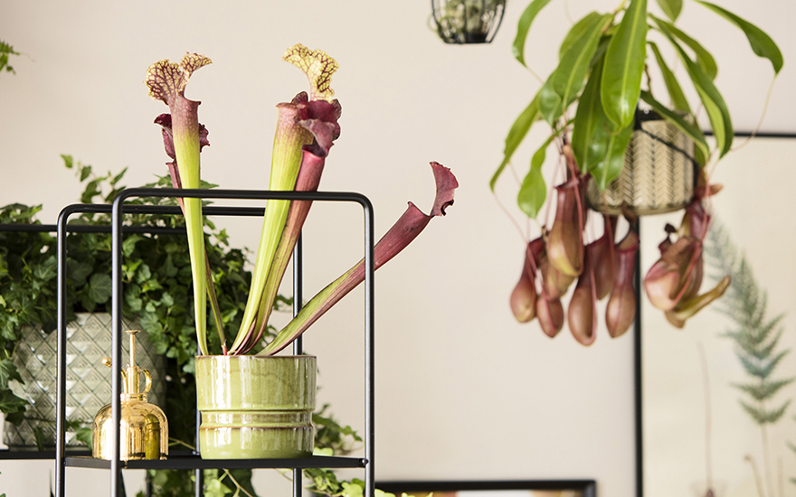 Tips hur du kan inreda ditt hem med växter