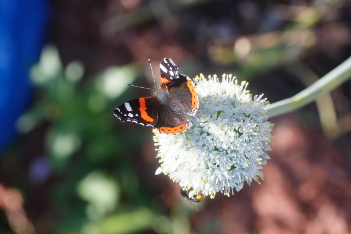 Information om växter som lockar pollinerare