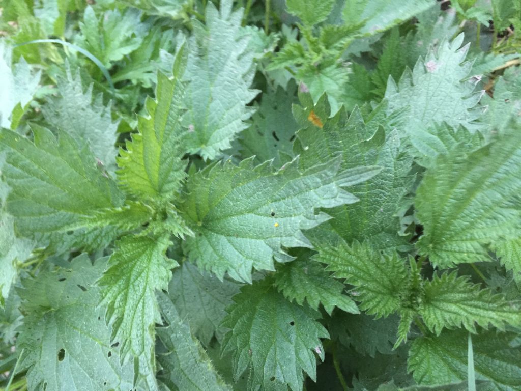 Fördelar för biologisk mångfald med nässelodling