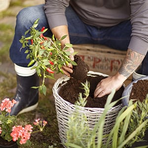 Enkla instruktioner hur du fyller upp med jord vid krukplantering