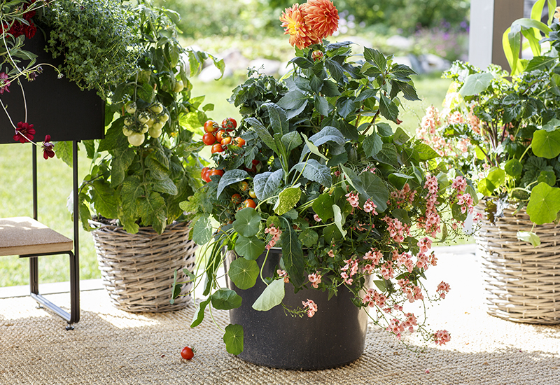Enkla tips på hur du kan inreda din balkong med växter