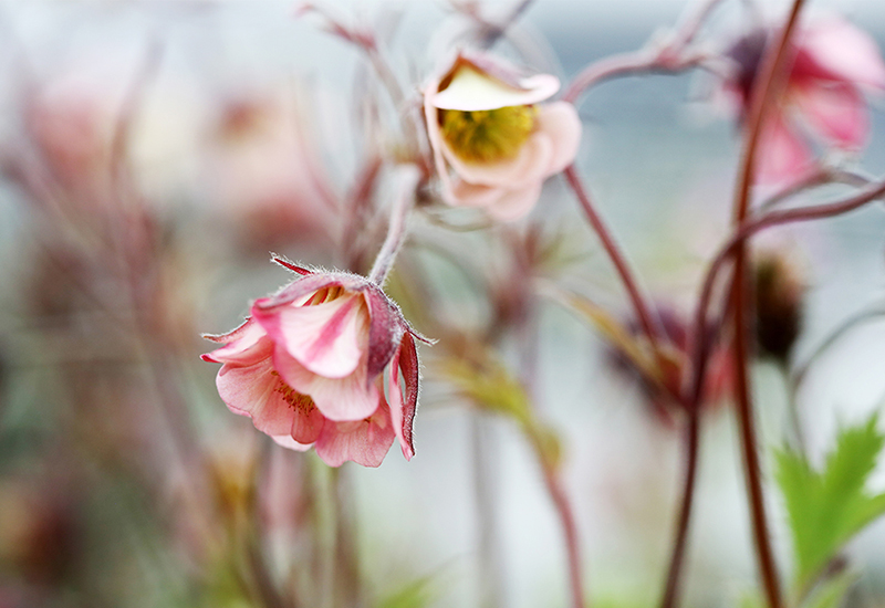 Inspiration och tips till blomval