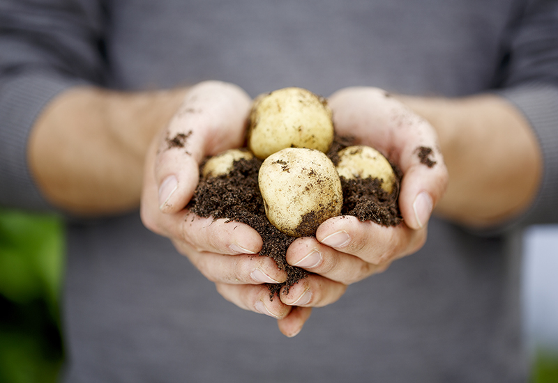 Tips hur man odlar potatis i pallkrage