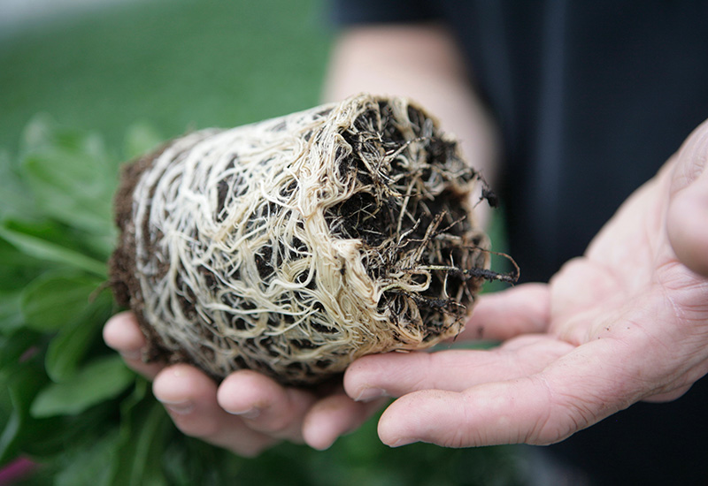 Tips hur man planterar färdiga plantor