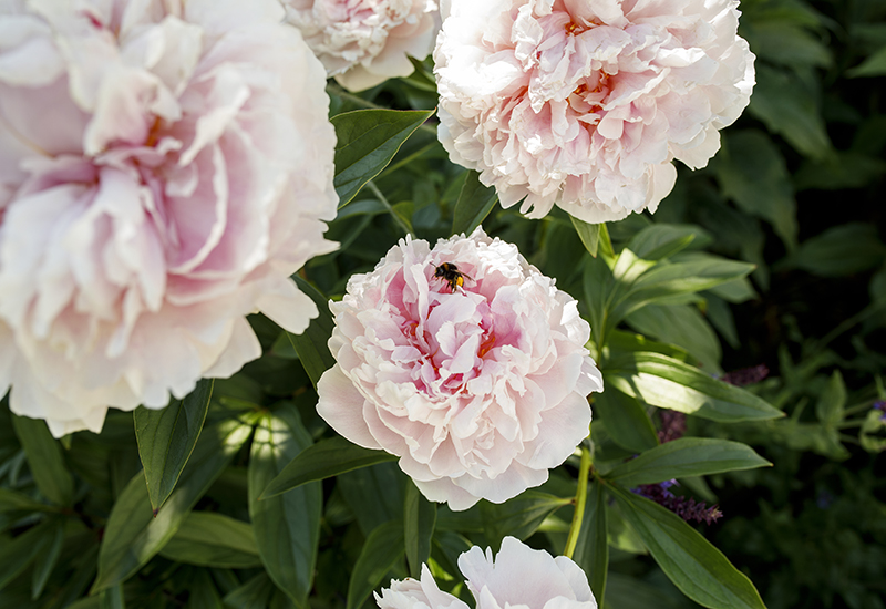 Tips på hur du får insekter, humlor och bin att trivas i din trädgård