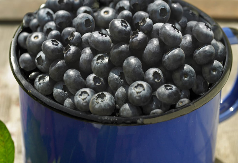 Tips och råd hur du odlar blåbär hemma