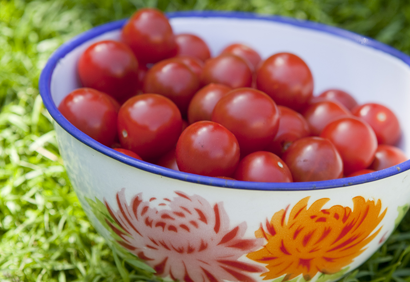 Tips på hur du ska gödsla dina tomater