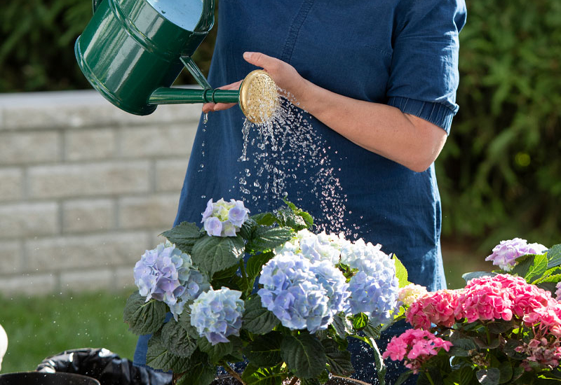 Skötselråd för din krukhortensia