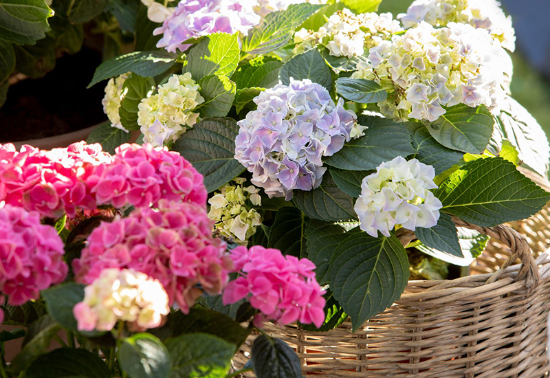 Tips och råd till hur du lyckas med din hortensia