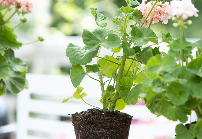 Tips på hur du planterar dina pelargoner