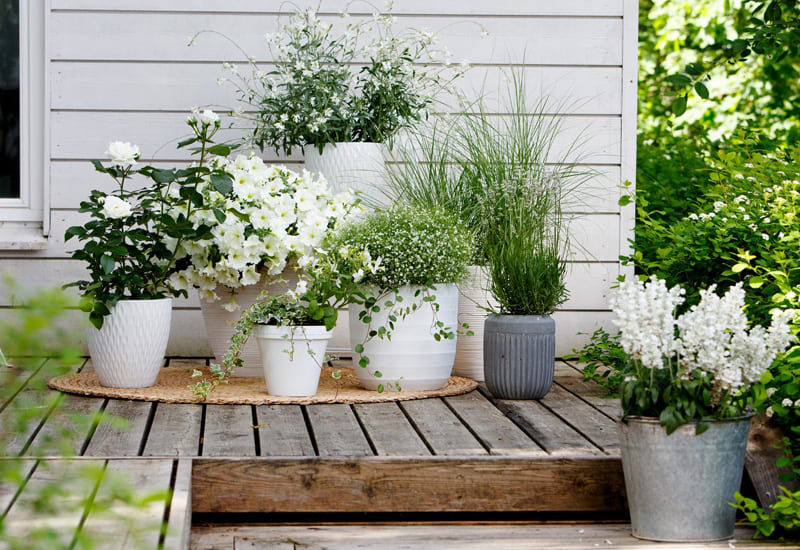 Inspiration till en plantering av vita sommarblommor