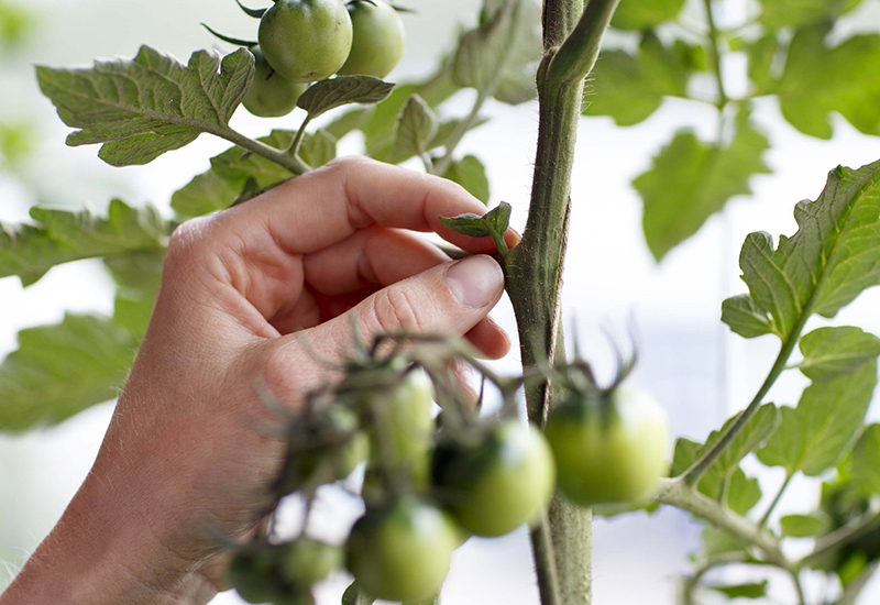 Enkla tips på hur du tjuvar du dina tomater