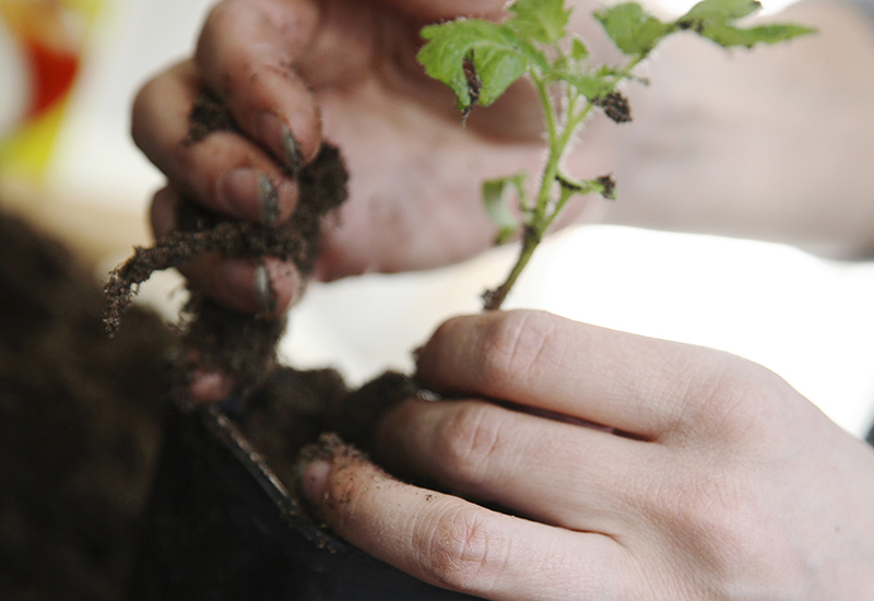 Skötselråd till dina tomatplantor