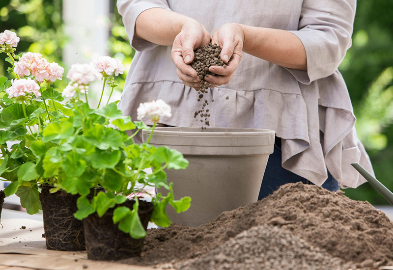 Enkla instruktioner på hur du tar hand om och planterar pelargoner