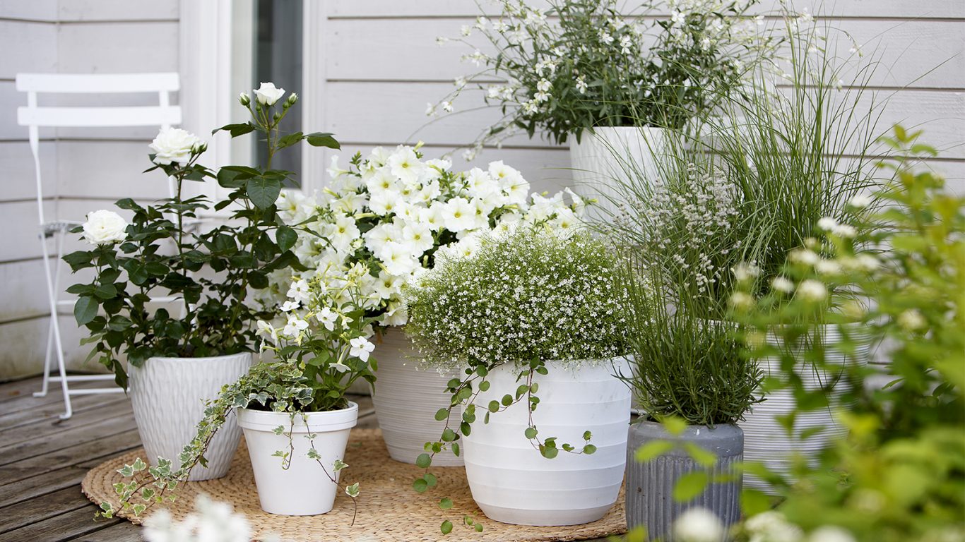 Inspiration till hur du kan skapa en harmonisk terass med vita blommor i kruka