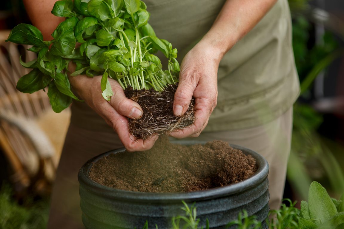 Enkla instruktioner och tips till dig som vill omskola dina växter