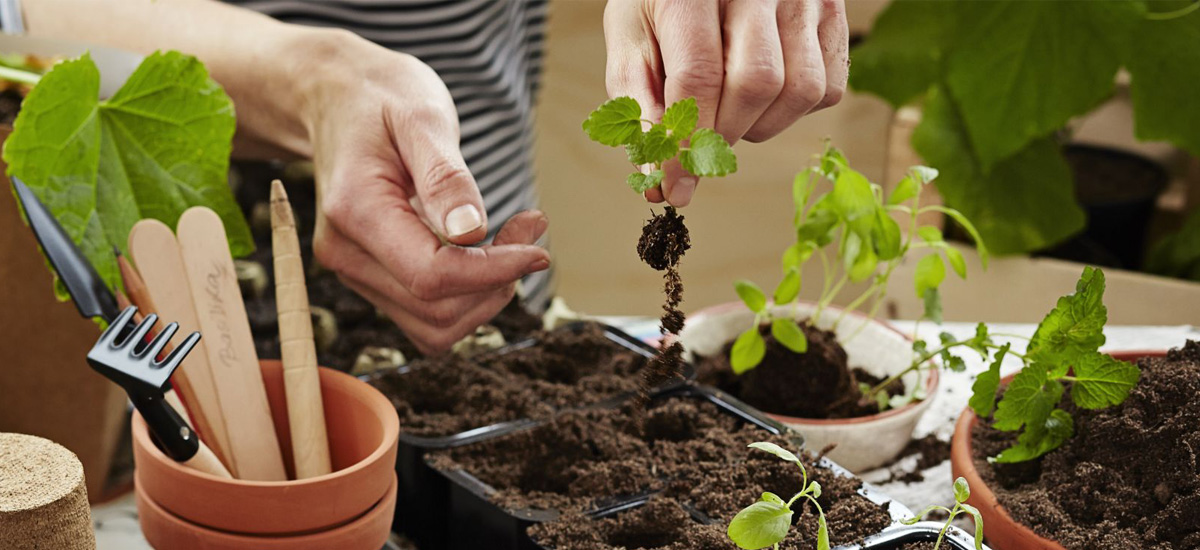 Instruktioner för dig som vill omskola dina plantor