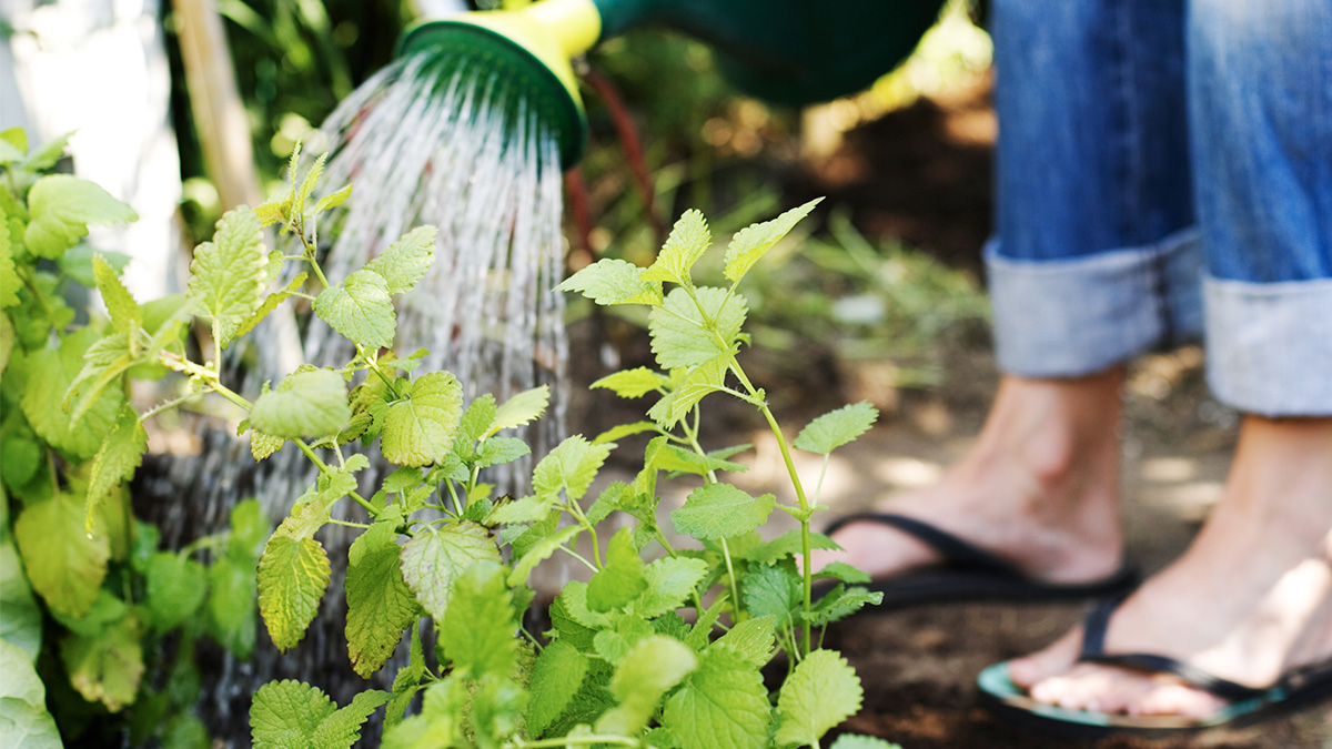 Bevattning under semestern