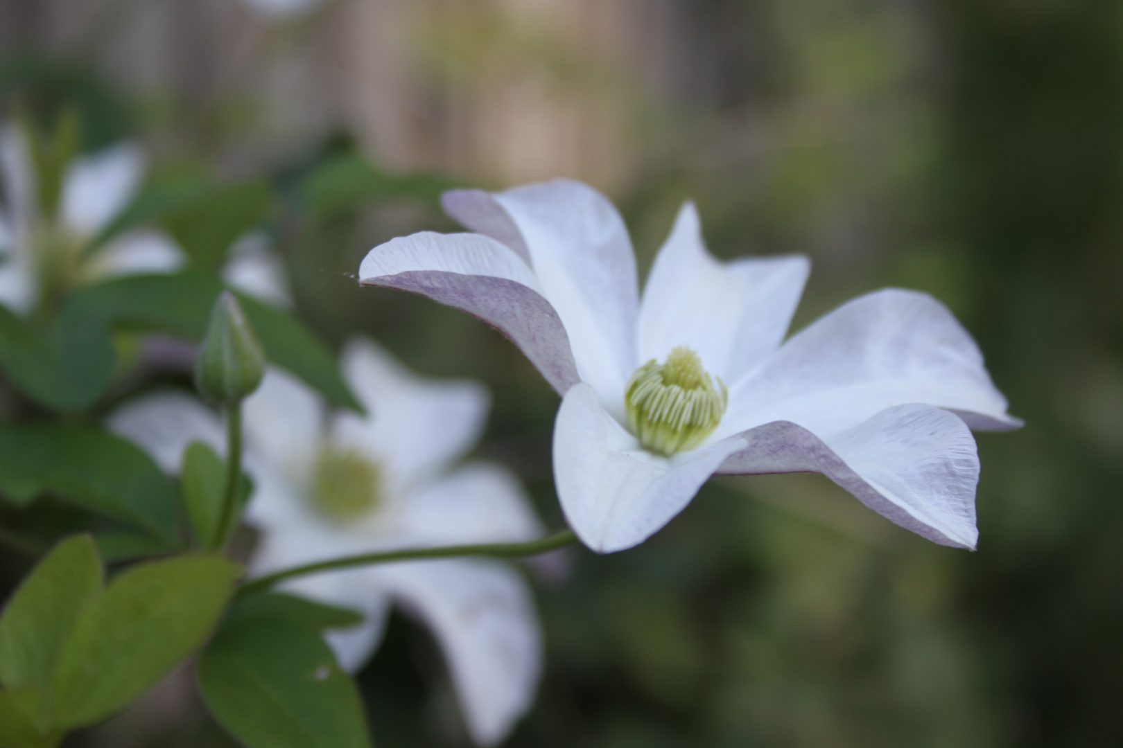 Kläng- och klätterväxter