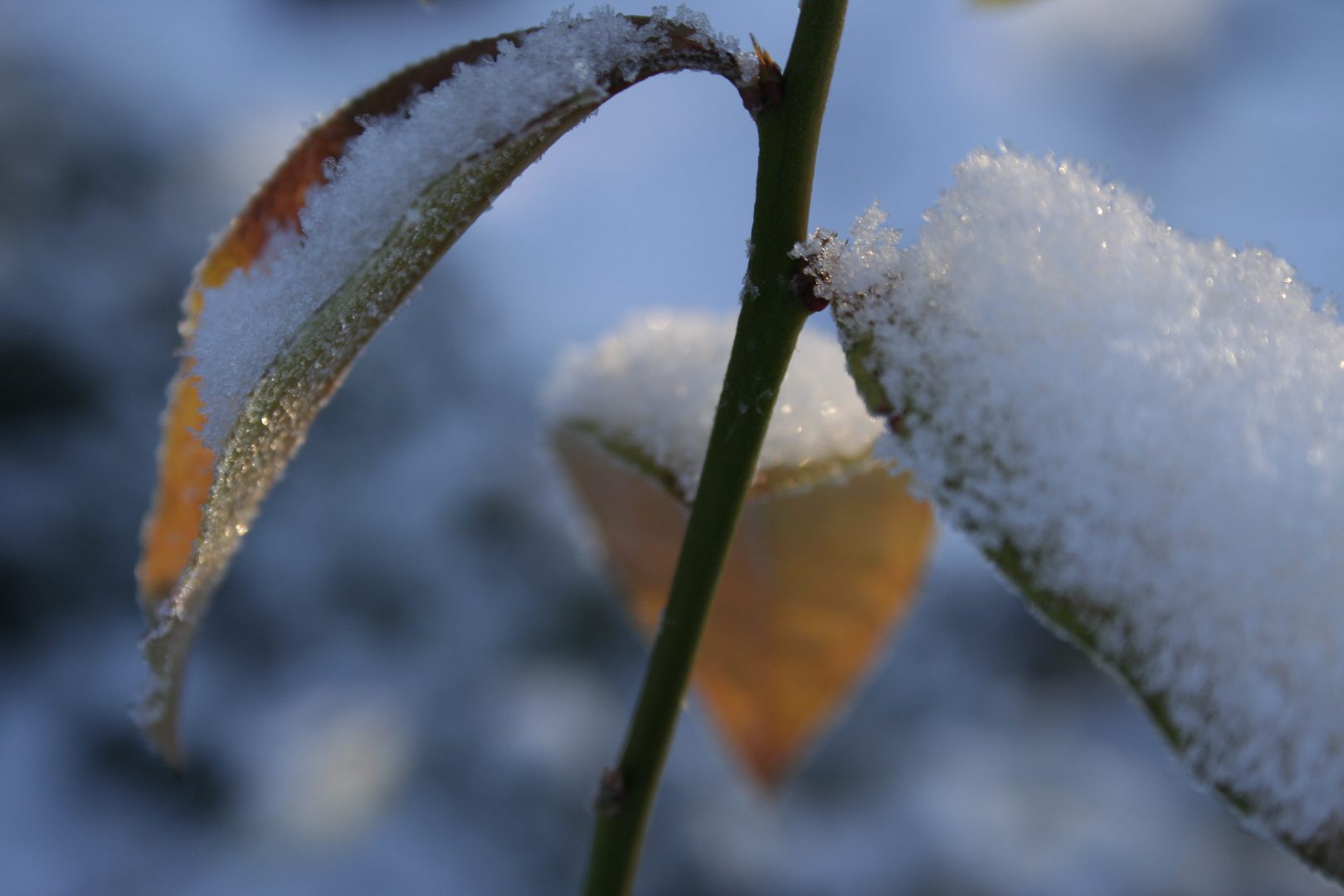 Vinterskyddda dina träd i trädgården