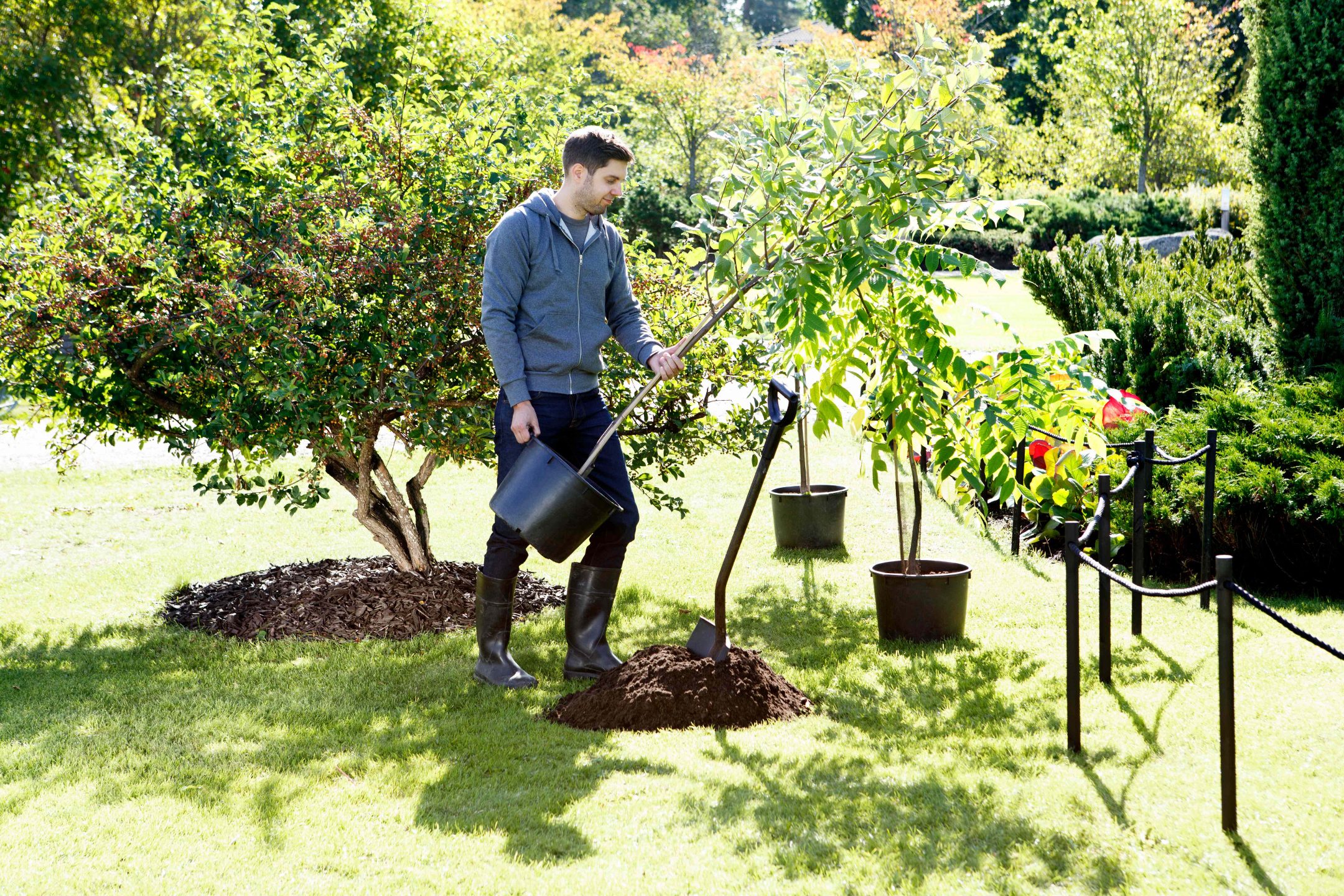 Plantera ett träd - Hasselforsgarden.se