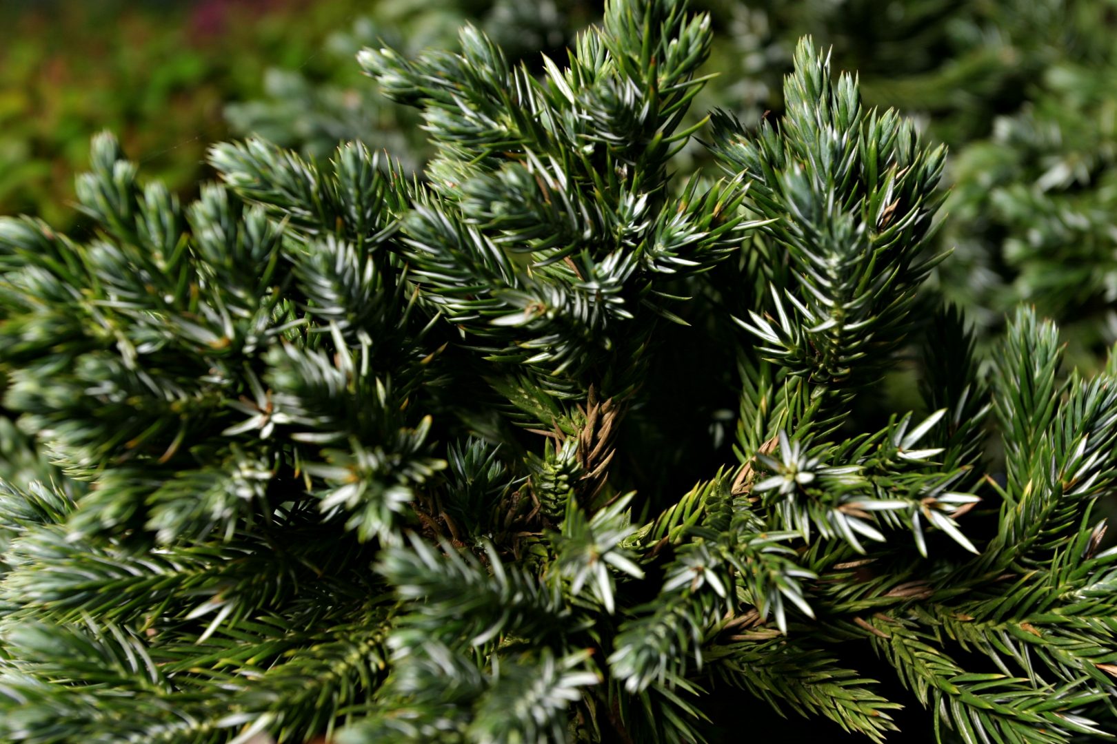 Beskära barrväxter