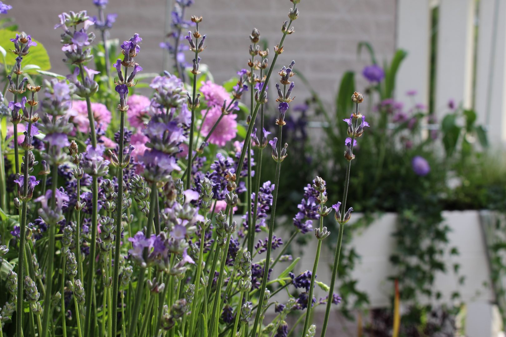 Plantera sommarblommor