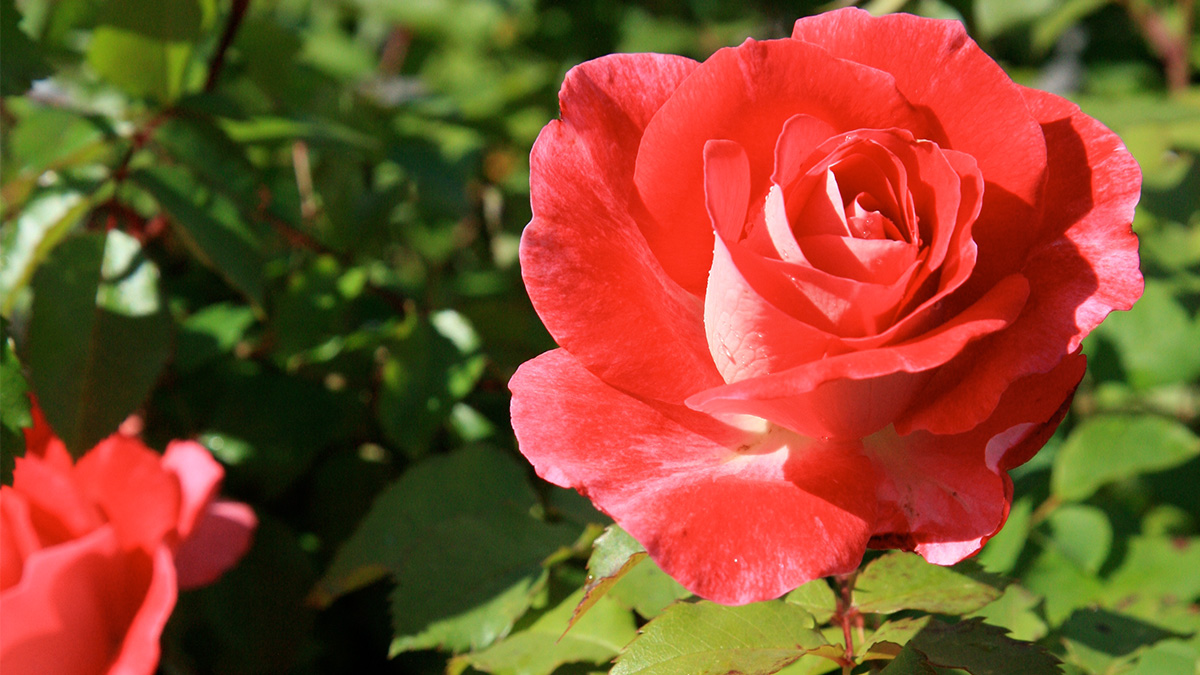 Rosor