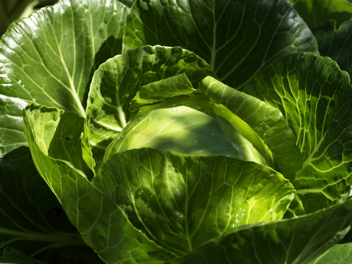 Odla grönsaker med den ”grävfria” metoden