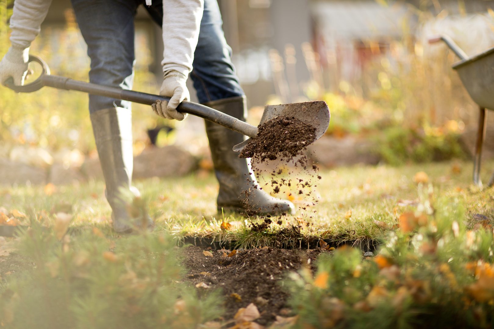 Höstplantering