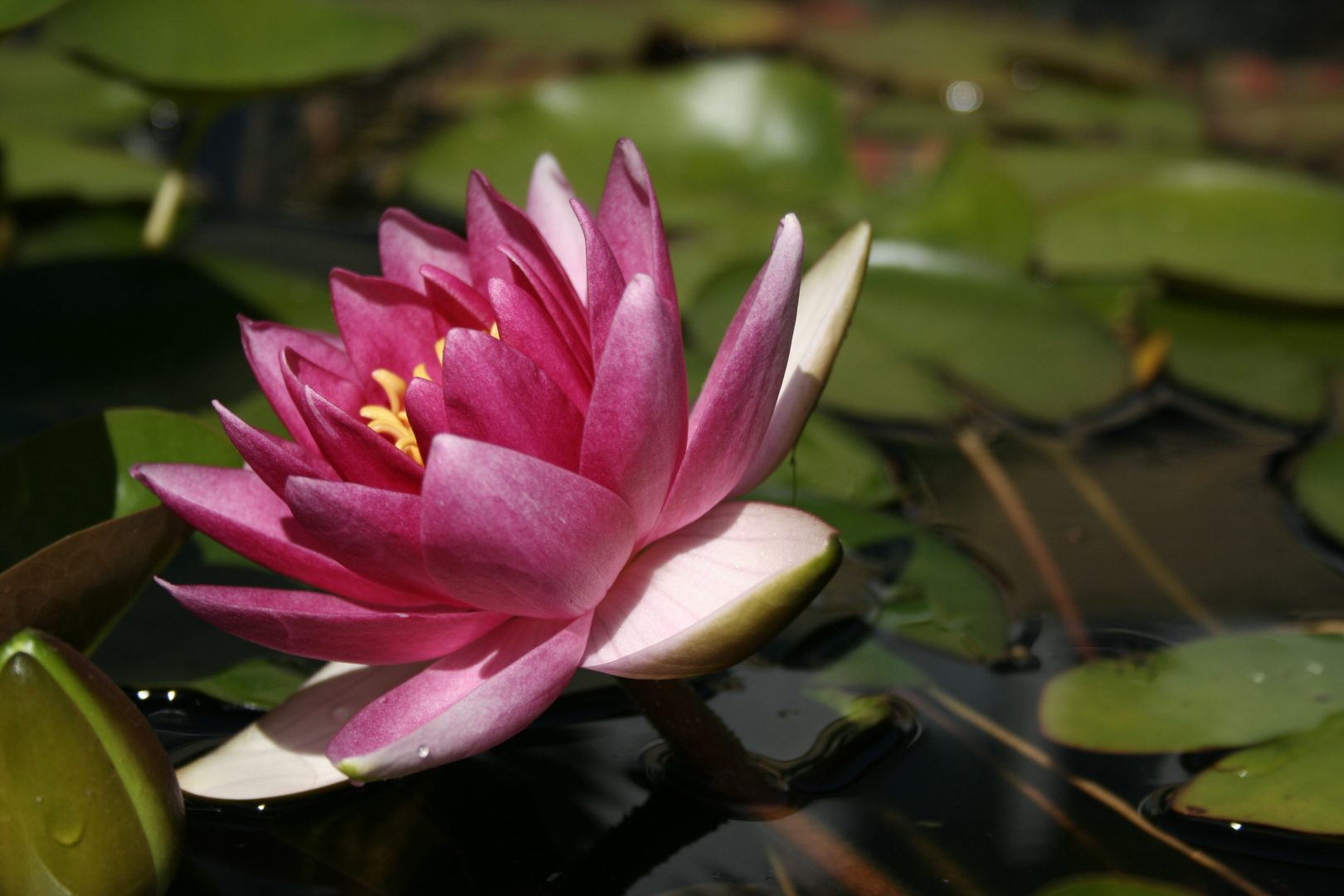 Underhåll av trädgårdsdammen