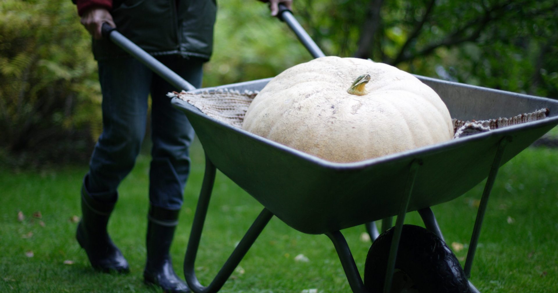 Odla pumpa