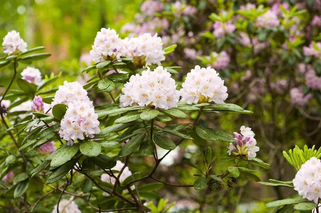 Rhododendron och azalea