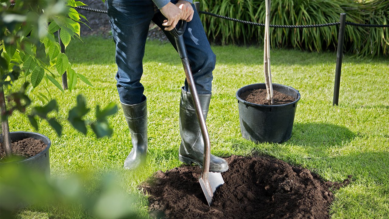 Plantera ett träd - Hasselforsgarden.se