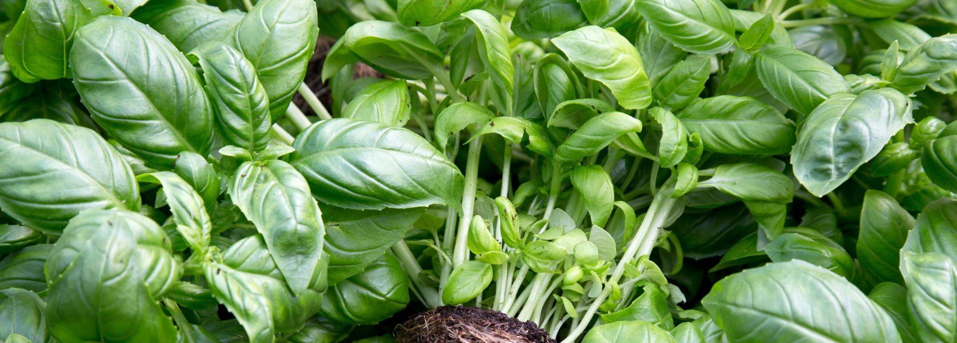 Pesto på egen basilika