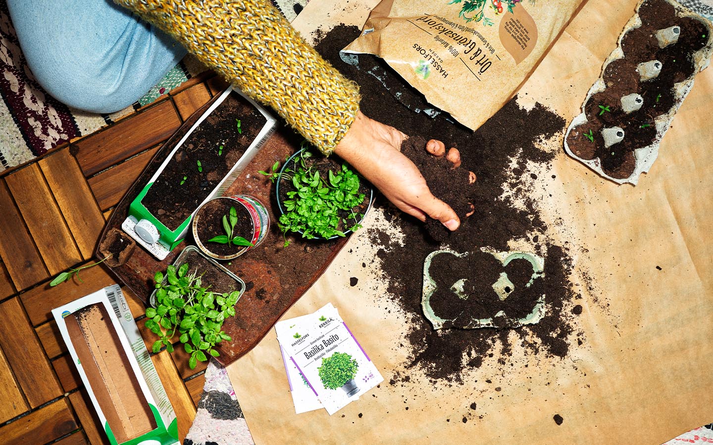 Odla kryddor inomhus