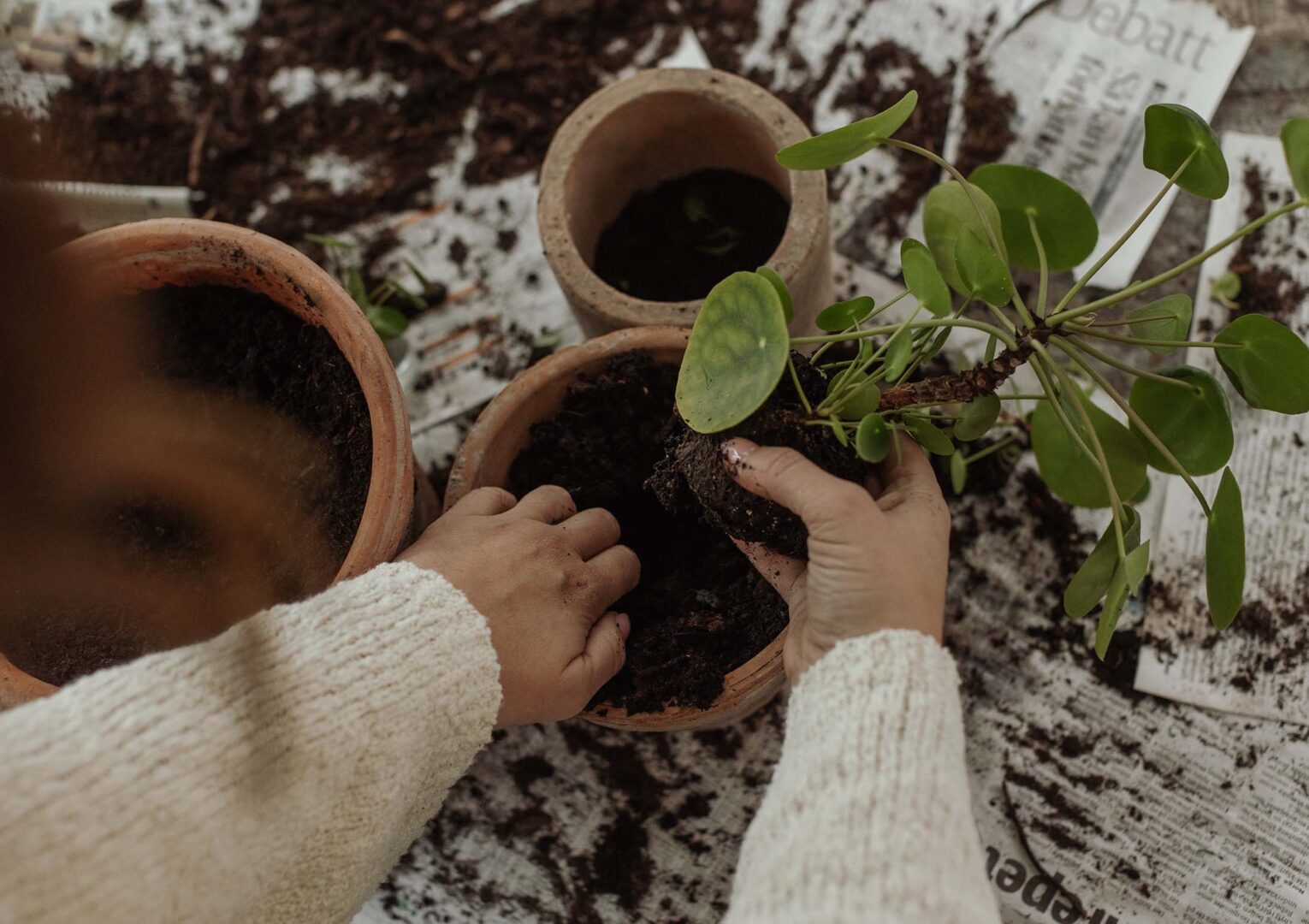 omplantering av krukväxter