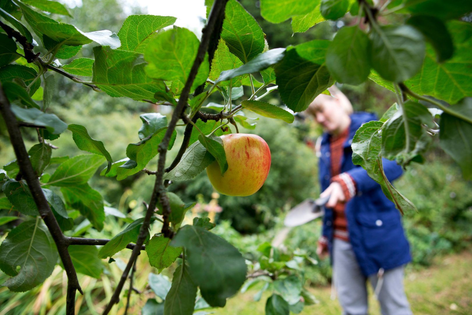 Beskärning av fruktträd
