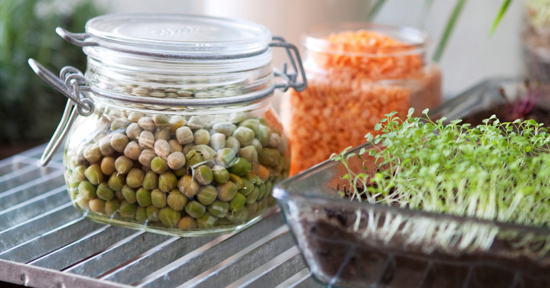 Odla skott och groddar