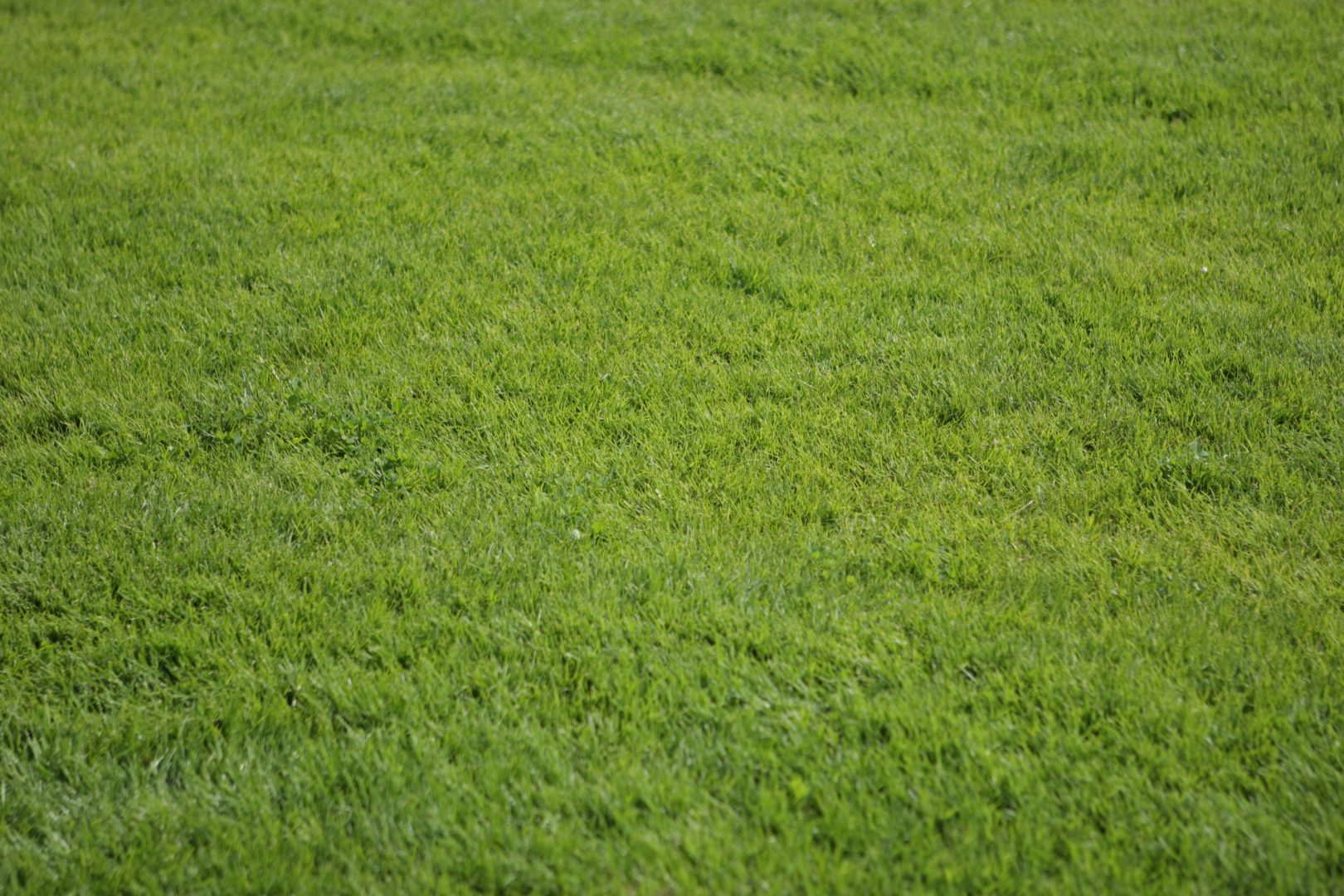 Gräsytor – sportyta