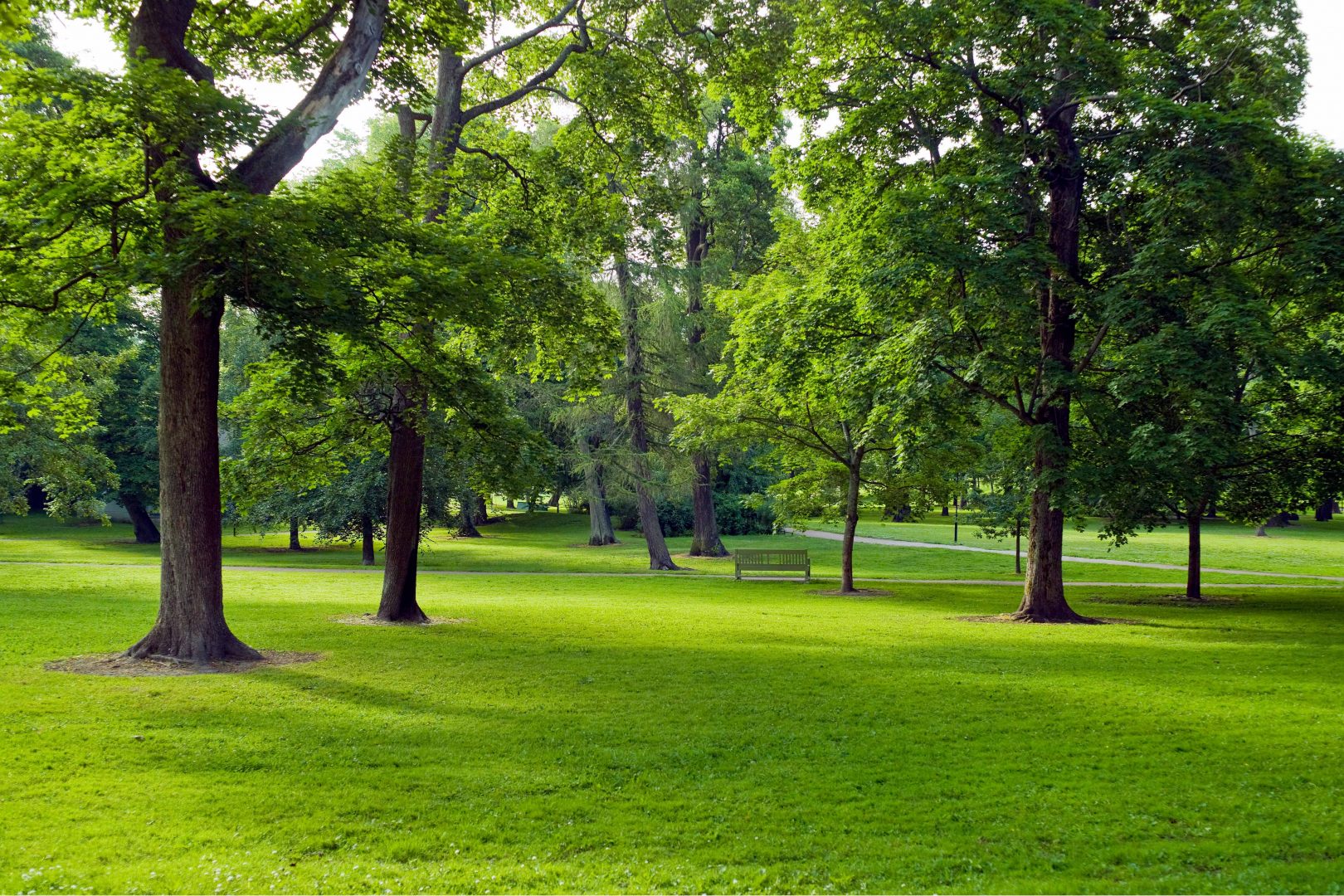 Att tänka på vid anläggning av gräsmatta