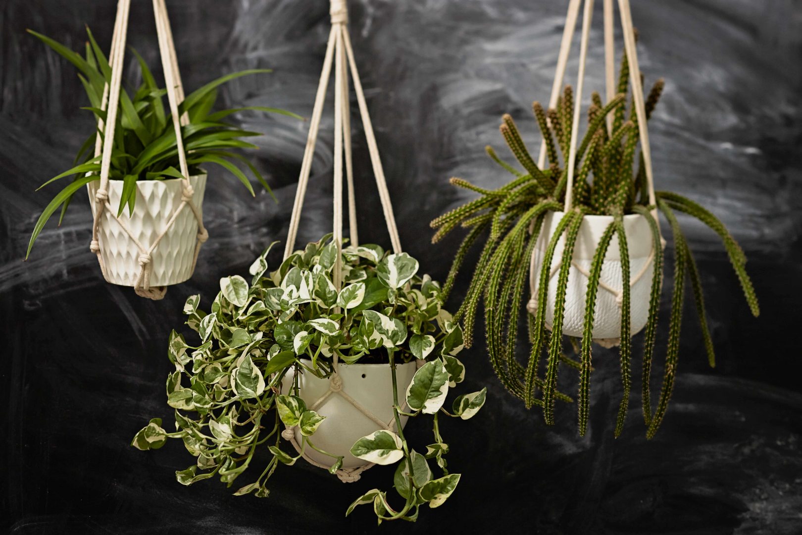 Lätta upp dina krukor med Pimpsten