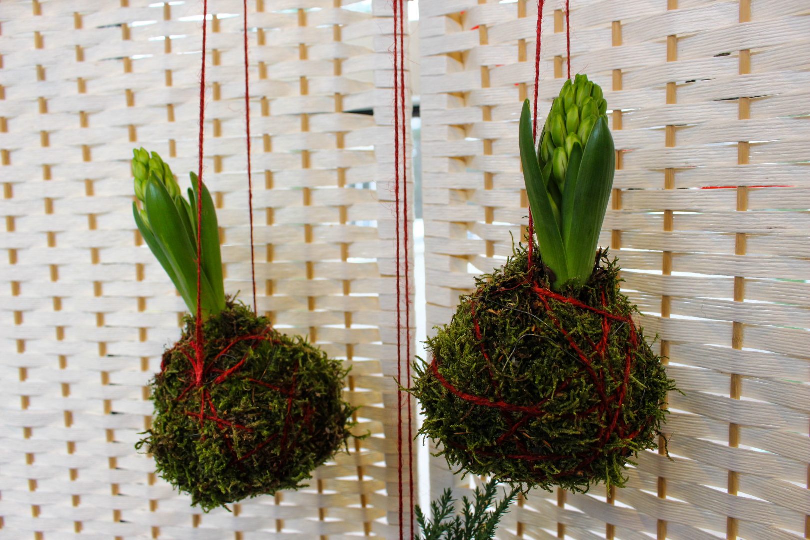 Svävande hyacint och amaryllis