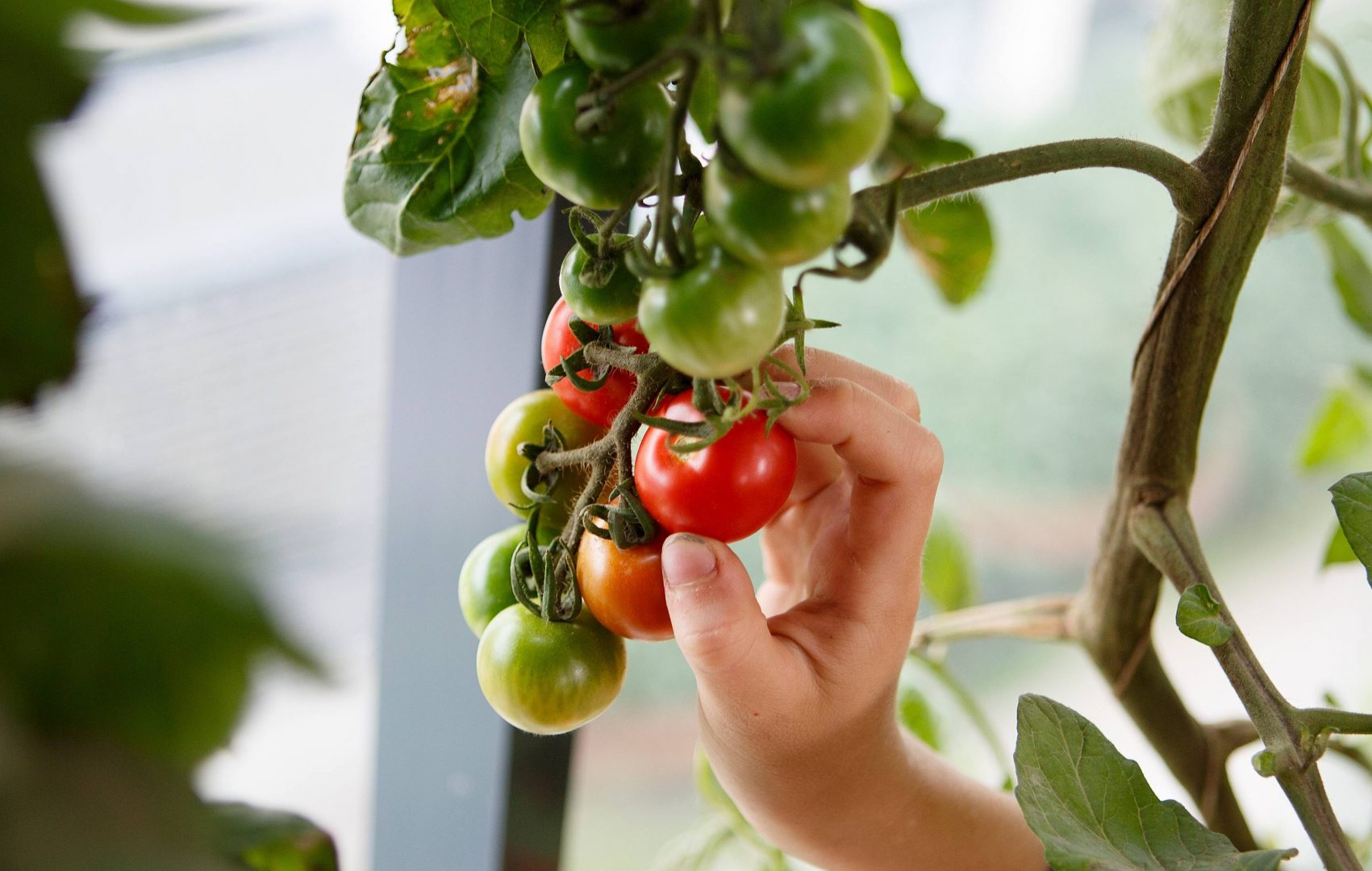 Plantera tomater själv