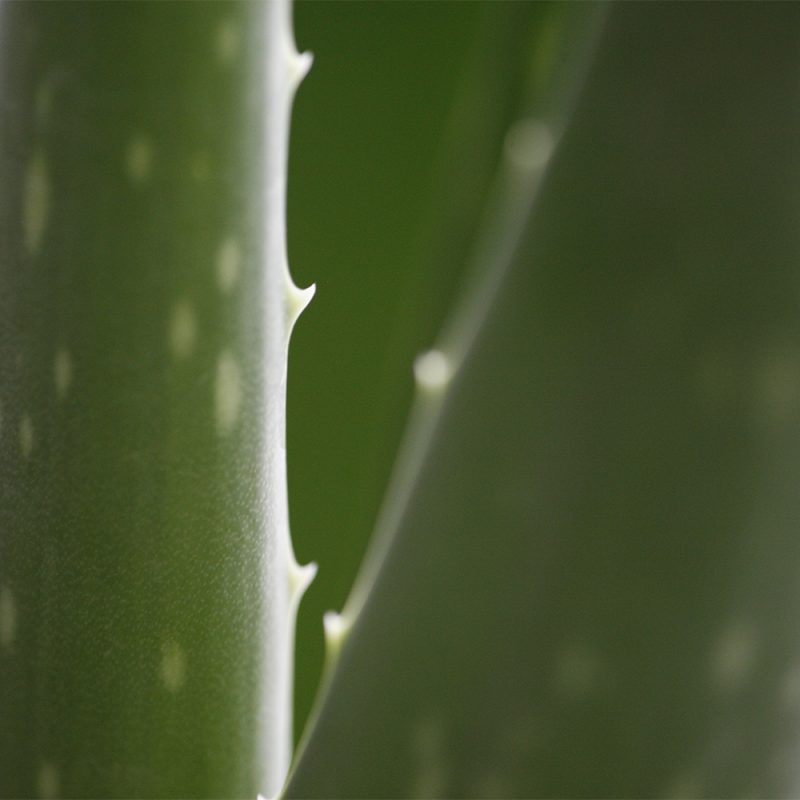 akta-aloe_aloe-vera