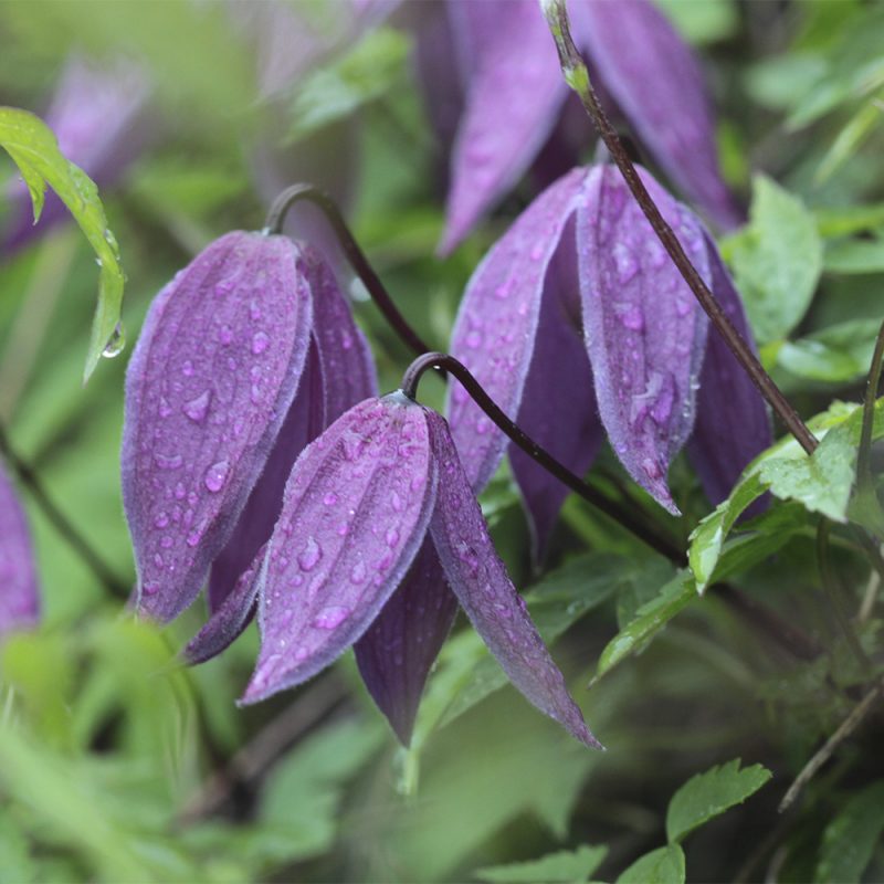 alpklematis_clematis-alpina