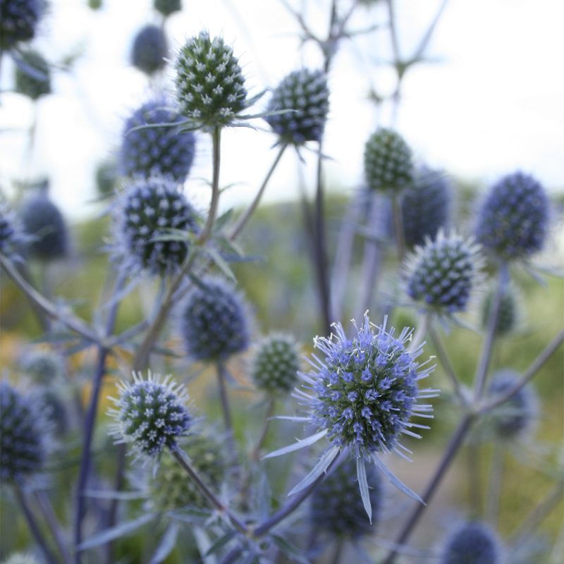 alpmartorn_eryngium-alpinum