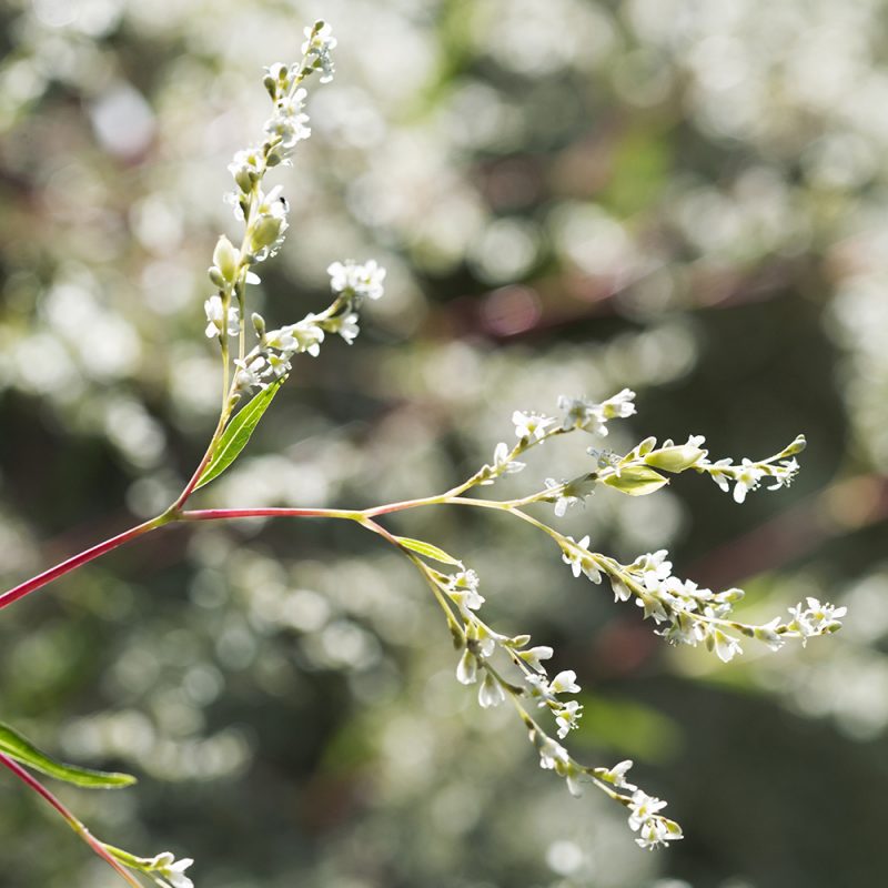 alpslide_aconogonon-alpinum