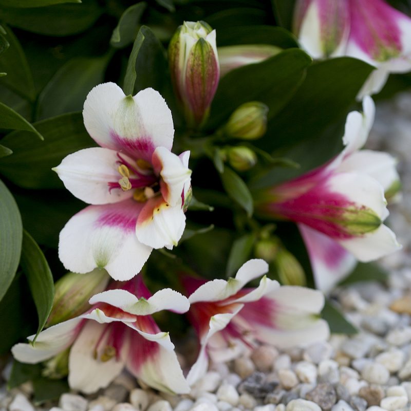 alstromeria_alstroemeria