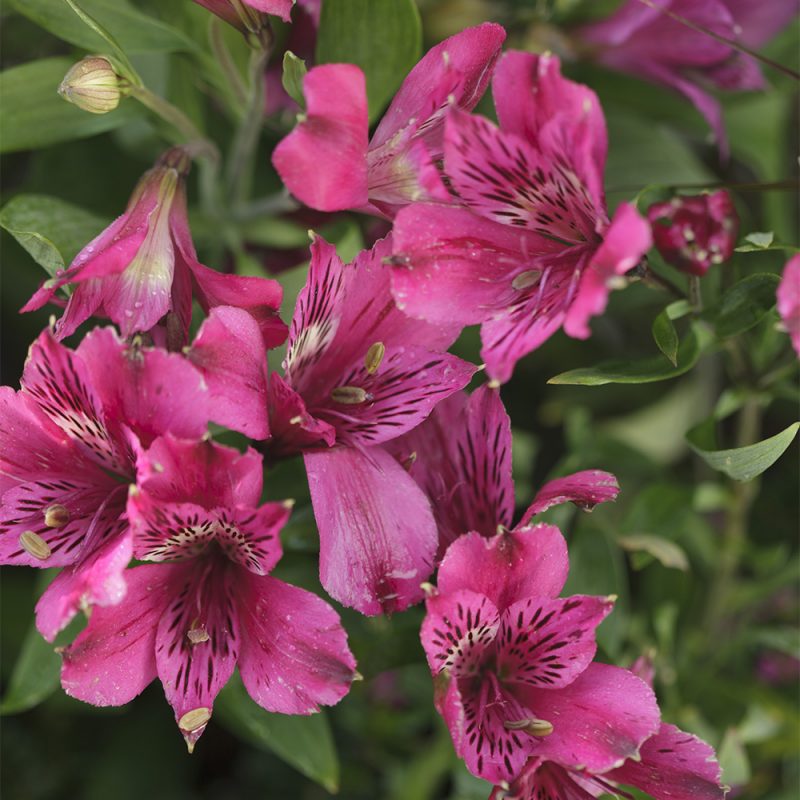 alstromeria_alstroemeria